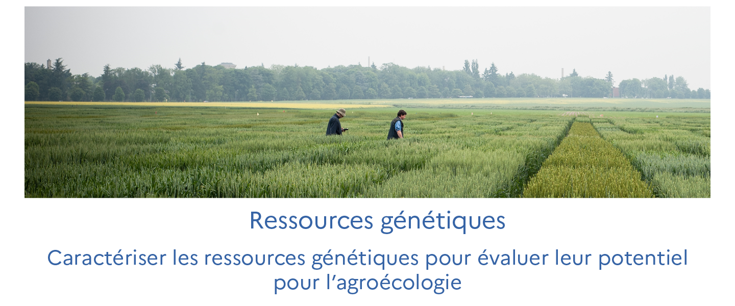 Ressources g&eacute;n&eacute;tiques