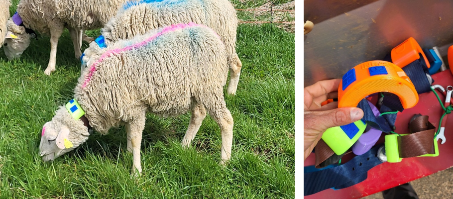 Collier connect&eacute; muni d&rsquo;un acc&eacute;l&eacute;rom&egrave;tre utilis&eacute; pour les petits ruminants.