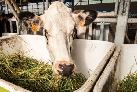 Ration vache_BERTRAND Nicolas_INRAE.jpg