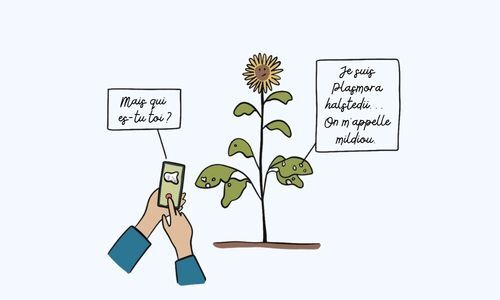 Article PlantNet Fonctionnalit&eacute; maladies_Vignette